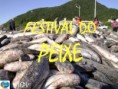 FESTIVAL DO PEIXE